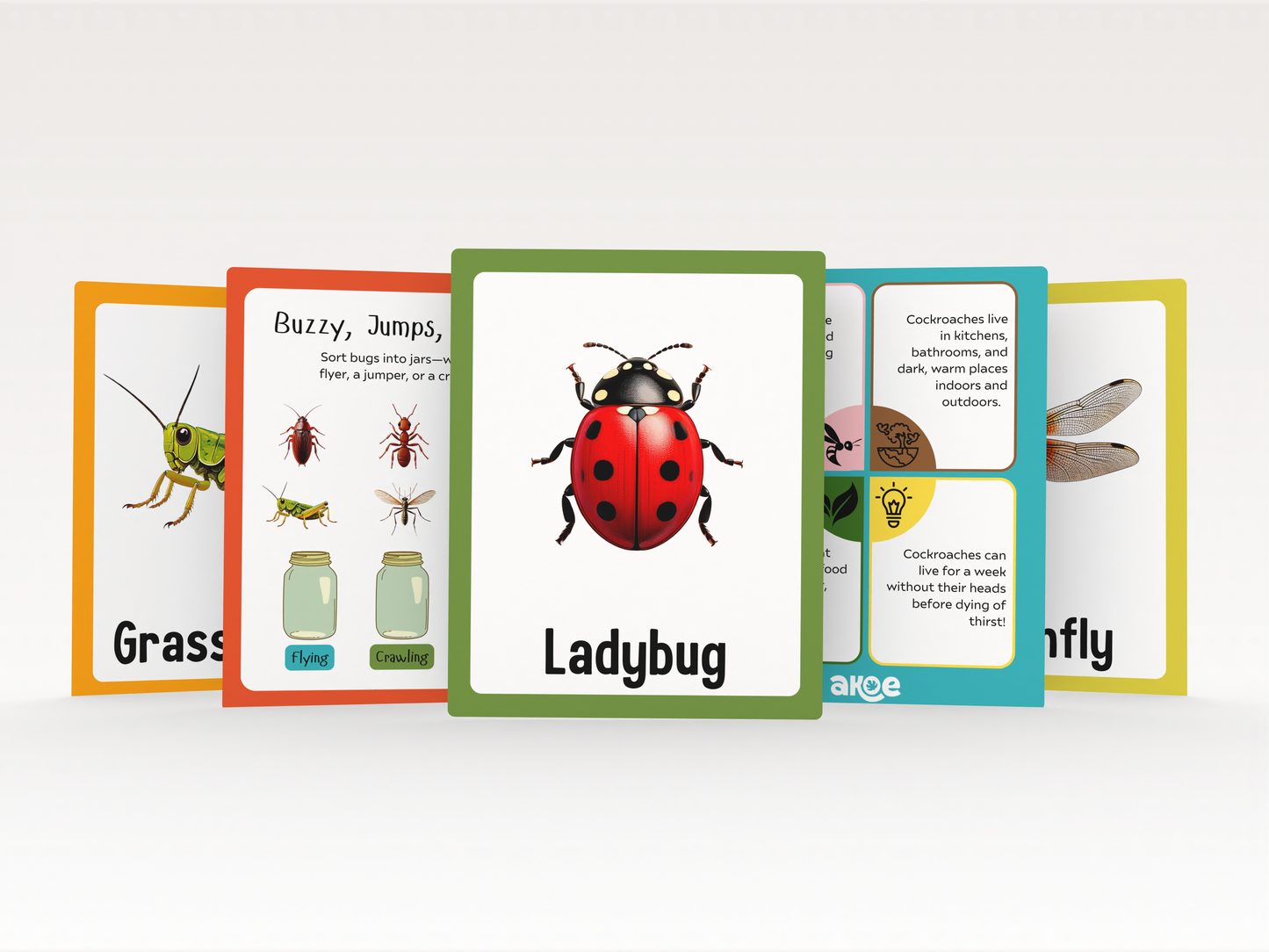 World of Insects